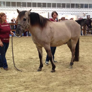 Messe Hund & Pferd 2015